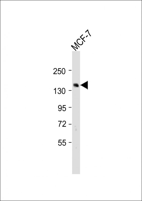 SCAF8 Antibody - Anti-SCAF8 Antibody (Center) at 1:2000 dilution + MCF-7 whole cell lysate Lysates/proteins at 20 ug per lane. Secondary Goat Anti-Rabbit IgG, (H+L), Peroxidase conjugated at 1:10000 dilution. Predicted band size: 141 kDa. Blocking/Dilution buffer: 5% NFDM/TBST.