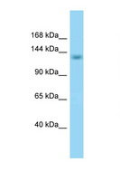 SCAF8 Antibody - SCAF8 / RBM16 antibody Western blot of Mouse Kidney lysate. Antibody concentration 1 ug/ml.  This image was taken for the unconjugated form of this product. Other forms have not been tested.
