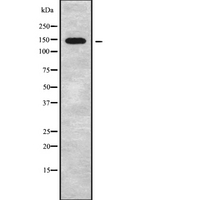 SCAF8 Antibody - Western blot analysis of RBM16 using Jurkat whole cells lysates