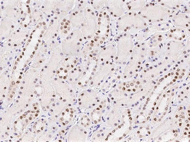 SCAF8 Antibody - Immunochemical staining of human RBM16 in human kidney with rabbit polyclonal antibody at 1:100 dilution, formalin-fixed paraffin embedded sections.