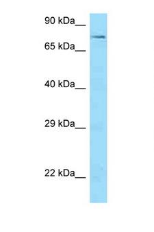 SCAI Antibody - SCAI antibody Western blot of HCT15 Cell lysate. Antibody concentration 1 ug/ml.  This image was taken for the unconjugated form of this product. Other forms have not been tested.