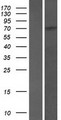 SCAI Protein - Western validation with an anti-DDK antibody * L: Control HEK293 lysate R: Over-expression lysate