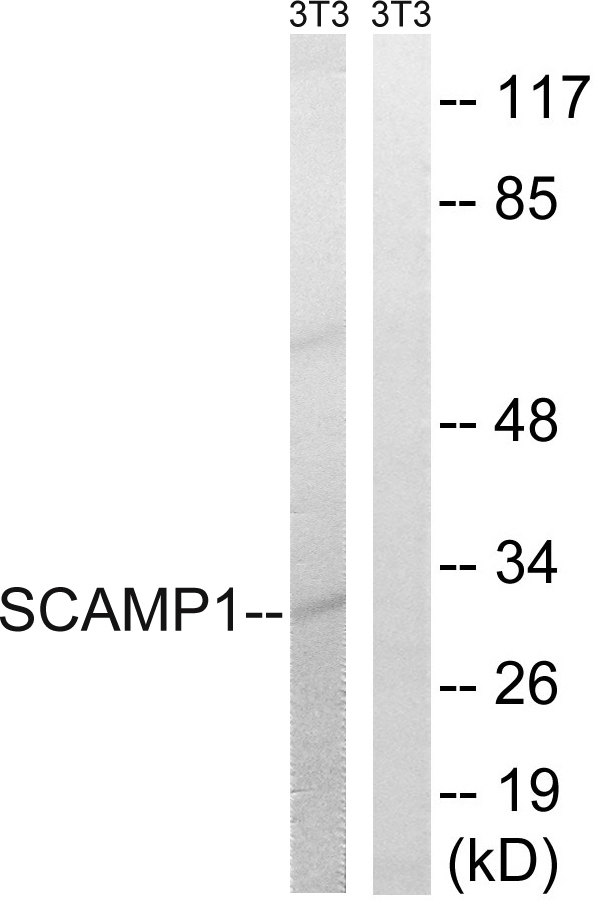 SCAMP1 / SCAMP Antibody - Western blot analysis of lysates from NIH/3T3 cells, using SCAMP1 Antibody. The lane on the right is blocked with the synthesized peptide.