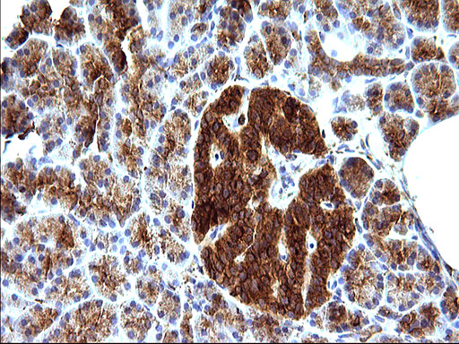 SCAMP2 Antibody - IHC of paraffin-embedded Human pancreas tissue using anti-SCAMP2 mouse monoclonal antibody. (Heat-induced epitope retrieval by 10mM citric buffer, pH6.0, 120°C for 3min).