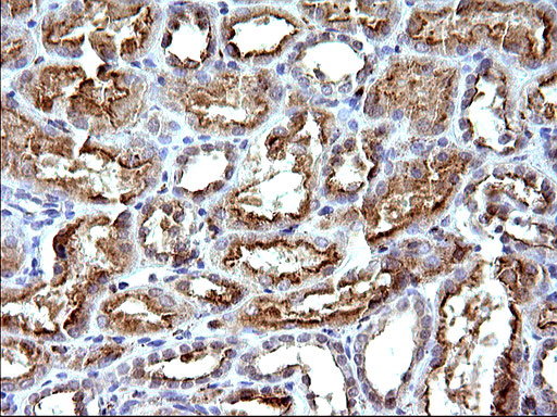 SCAMP2 Antibody - IHC of paraffin-embedded Human Kidney tissue using anti-SCAMP2 mouse monoclonal antibody. (Heat-induced epitope retrieval by 10mM citric buffer, pH6.0, 120°C for 3min).