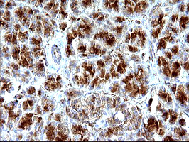 SCAMP2 Antibody - IHC of paraffin-embedded Human pancreas tissue using anti-SCAMP2 mouse monoclonal antibody. (Heat-induced epitope retrieval by 10mM citric buffer, pH6.0, 120°C for 3min).