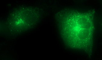 SCAMP2 Antibody - Anti-SCAMP2 mouse monoclonal antibody immunofluorescent staining of COS7 cells transiently transfected by pCMV6-ENTRY SCAMP2.