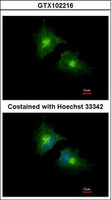 SCAMP3 Antibody - Immunofluorescence of methanol-fixed HeLa using SCAMP3 antibody at 1:1000 dilution.