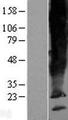 SCAMP5 Protein - Western validation with an anti-DDK antibody * L: Control HEK293 lysate R: Over-expression lysate