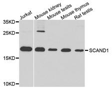 SCAND1 Antibody - Western blot analysis of extract of various cells.
