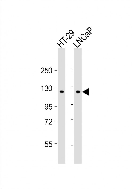 SCAP Antibody - All lanes: Anti-SCAP Antibody (N-term) at 1:4000 dilution Lane 1: HT-29 whole cell lysate Lane 2: LNCaP whole cell lysate Lysates/proteins at 20 µg per lane. Secondary Goat Anti-mouse IgG, (H+L), Peroxidase conjugated at 1/10000 dilution. Predicted band size: 140 kDa Blocking/Dilution buffer: 5% NFDM/TBST.