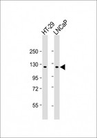 SCAP Antibody - All lanes: Anti-SCAP Antibody (N-term) at 1:4000 dilution Lane 1: HT-29 whole cell lysate Lane 2: LNCaP whole cell lysate Lysates/proteins at 20 µg per lane. Secondary Goat Anti-mouse IgG, (H+L), Peroxidase conjugated at 1/10000 dilution. Predicted band size: 140 kDa Blocking/Dilution buffer: 5% NFDM/TBST.