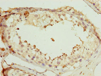 SCAPER Antibody - Immunohistochemistry of paraffin-embedded human testis tissue using SCAPER Antibody at dilution of 1:100