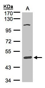 SCARA3 / APC7 Antibody - Sample (30 ug of whole cell lysate). A: Hep G2. 7.5% SDS PAGE. SCARA3 / APC7 antibody diluted at 1:1000