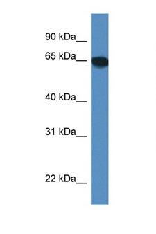 SCARA3 / APC7 Antibody - SCARA3 antibody Western blot of Mouse Brain lysate. Antibody concentration 1 ug/ml.  This image was taken for the unconjugated form of this product. Other forms have not been tested.