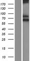 SCARA3 / APC7 Protein - Western validation with an anti-DDK antibody * L: Control HEK293 lysate R: Over-expression lysate