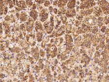 SCARA5 Antibody - Immunochemical staining of human SCARA5 in human adrenal gland with rabbit polyclonal antibody at 1:100 dilution, formalin-fixed paraffin embedded sections.