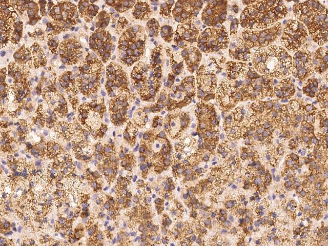 SCARA5 Antibody - Immunochemical staining of human SCARA5 in human adrenal gland with rabbit polyclonal antibody at 1:100 dilution, formalin-fixed paraffin embedded sections.