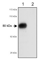 SCARB1 + SCARB2 Antibody - SR-BI / SR-BII Antibody - Detection of RED-1 in 80 ug of total mouse liver lysates.  Lane 1: wild-type mice,          Lane 2: SR-BI deficient mice.