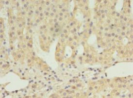 SCARB1 / SR-BI Antibody - Immunohistochemistry of paraffin-embedded human adrenal gland using antibody at 1:100 dilution.  This image was taken for the unconjugated form of this product. Other forms have not been tested.