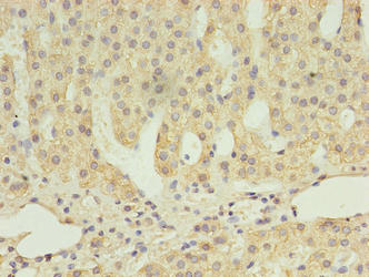SCARB1 / SR-BI Antibody - Immunohistochemistry of paraffin-embedded human adrenal gland tissue using SCARB1 Antibody at dilution of 1:100
