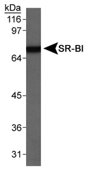 SCARB1 / SR-BI Antibody - SR-BI Antibody - Western blot detection of SR-BI  (80kDa) in mouse testis lysate total protein.