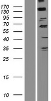 SCARF2 Protein - Western validation with an anti-DDK antibody * L: Control HEK293 lysate R: Over-expression lysate