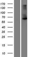 SCC4 / MAU2 Protein - Western validation with an anti-DDK antibody * L: Control HEK293 lysate R: Over-expression lysate