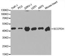 SCCPDH Antibody - Western blot analysis of extracts of various cell lines.