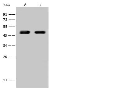 SCCPDH Antibody - Anti-SCCPDH rabbit polyclonal antibody at 1:500 dilution. Lane A: THP-1 Whole Cell Lysate. Lane B: U-87MG Whole Cell Lysate. Lysates/proteins at 30 ug per lane. Secondary: Goat Anti-Rabbit IgG (H+L)/HRP at 1/10000 dilution. Developed using the ECL technique. Performed under reducing conditions. Predicted band size: 47 kDa. Observed band size: 47 kDa.