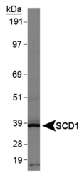 SCD1 / SCD Antibody - SCD Antibody - Western blot on normal human liver.  This image was taken for the unconjugated form of this product. Other forms have not been tested.
