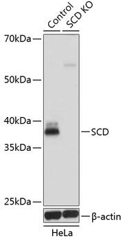 SCD1 / SCD Antibody - Western blot analysis of extracts from normal (control) and SCD knockout (KO) HeLa cells using SCD Polyclonal Antibody at dilution of 1:1000.