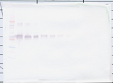 sCD14 Antibody - Biotinylated Anti-Human sCD14 Western Blot Reduced