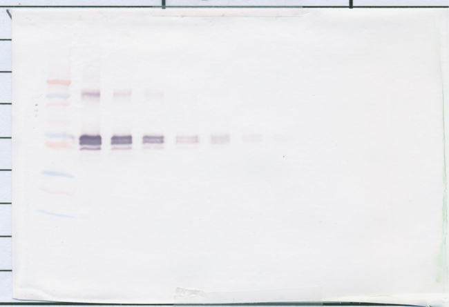 sCD14 Antibody - Biotinylated Anti-Human sCD14 Western Blot Unreduced