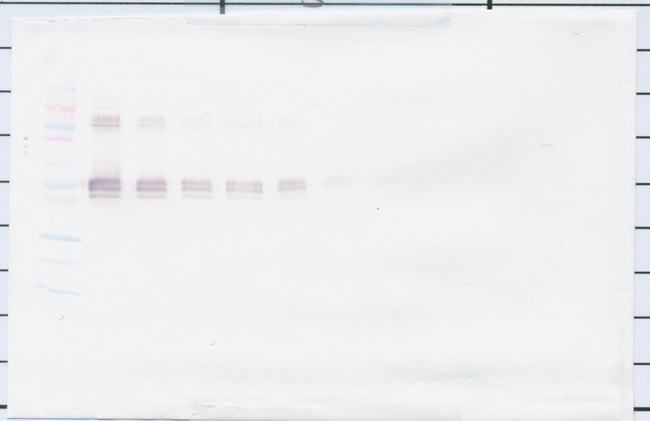 sCD14 Antibody - Anti-Human sCD14 Western Blot Reduced