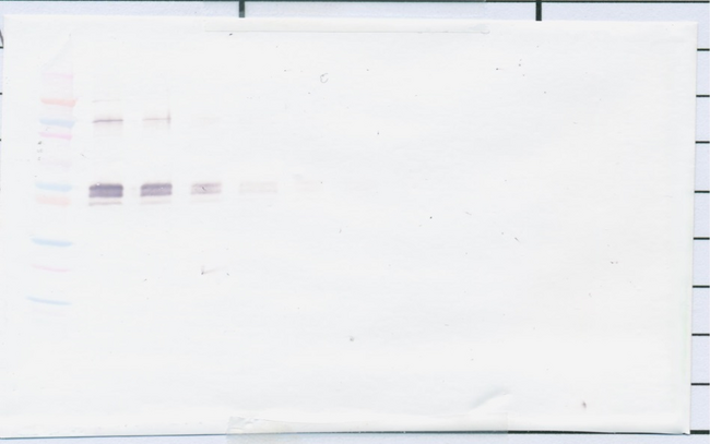 sCD14 Antibody - Anti-Human sCD14 Western Blot Unreduced