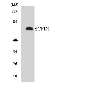 SCFD1 / SLY1 Antibody - Western blot analysis of the lysates from 293 cells using SCFD1 antibody.