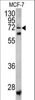 SCFD1 / SLY1 Antibody - Western blot of SCFD1 antibody in MCF-7 cell line lysates (35 ug/lane). SCFD1 (arrow) was detected using the purified antibody.