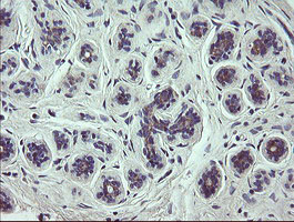 SCFD1 / SLY1 Antibody - IHC of paraffin-embedded Human breast tissue using anti-SCFD1 mouse monoclonal antibody.
