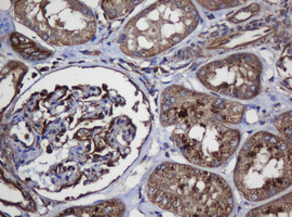 SCFD1 / SLY1 Antibody - IHC of paraffin-embedded Human Kidney tissue using anti-SCFD1 mouse monoclonal antibody.