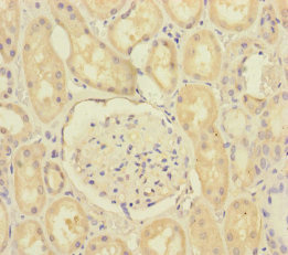 SCFD1 / SLY1 Antibody - Immunohistochemistry of paraffin-embedded human kidney tissue at dilution of 1:100