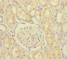 SCFD1 / SLY1 Antibody - Immunohistochemistry of paraffin-embedded human kidney tissue at dilution of 1:100
