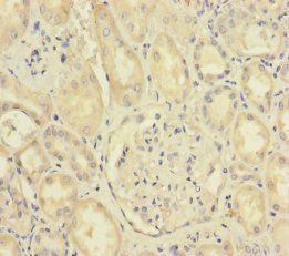 SCFD1 / SLY1 Antibody - Immunohistochemistry of paraffin-embedded human kidney tissue at dilution of 1:100