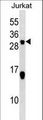 SCG10 / STMN2 Antibody - STMN2 Antibody western blot of Jurkat cell line lysates (35 ug/lane). The STMN2 antibody detected the STMN2 protein (arrow).