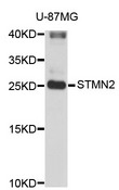 SCG10 / STMN2 Antibody - Western blot analysis of extracts of U-87MG cells.