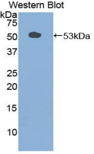 SCG2 / Secretogranin II Antibody - Western blot of recombinant SCG2 / Secretogranin II.  This image was taken for the unconjugated form of this product. Other forms have not been tested.