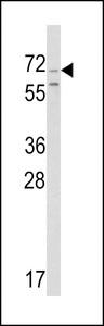SCG2 / Secretogranin II Antibody - Western blot of Chromogranin-C Antibody in Ramos cell line lysates (35 ug/lane). SCG2 (arrow) was detected using the purified antibody.