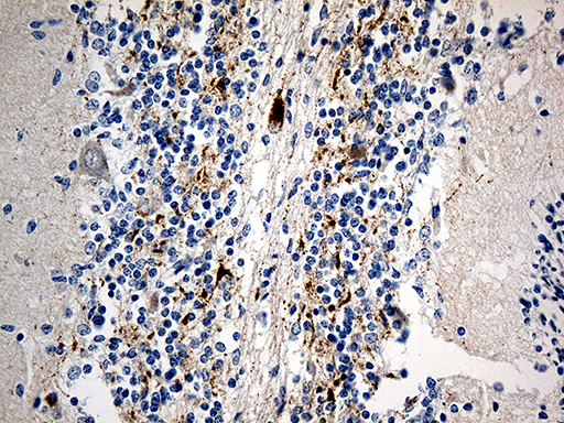 SCG2 / Secretogranin II Antibody - Immunohistochemical staining of paraffin-embedded Human embryonic cerebellum within the normal limits using anti-SCG2 mouse monoclonal antibody. (Heat-induced epitope retrieval by 1mM EDTA in 10mM Tris buffer. (pH8.5) at 120 oC for 3 min. (1:500)