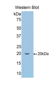 SCG2 / Secretogranin II Antibody - Western blot of recombinant SCG2 / Secretogranin II.  This image was taken for the unconjugated form of this product. Other forms have not been tested.