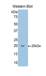 SCG2 / Secretogranin II Antibody - Western blot of recombinant SCG2 / Secretogranin II.  This image was taken for the unconjugated form of this product. Other forms have not been tested.
